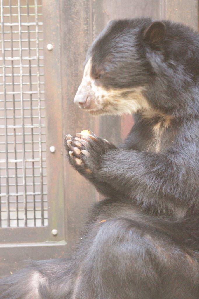 両手で餌を持って食べる美雨①