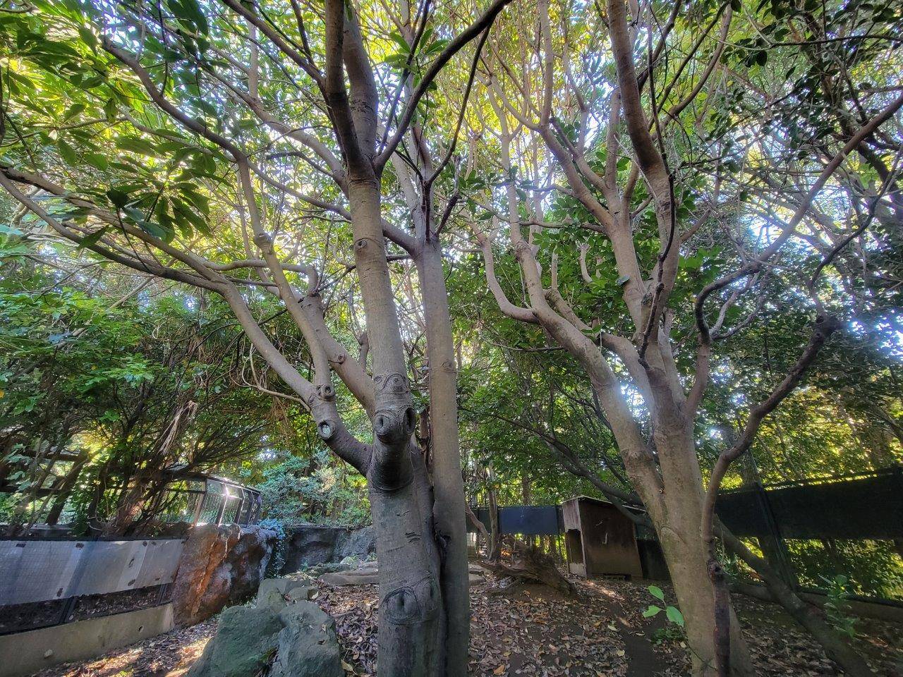 うっそうとしていた展示場①