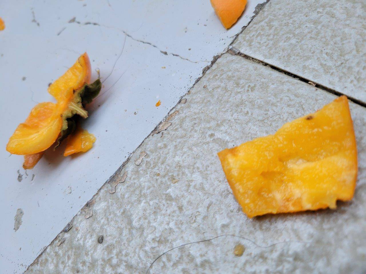 美雪が食べ残した柿の一部②