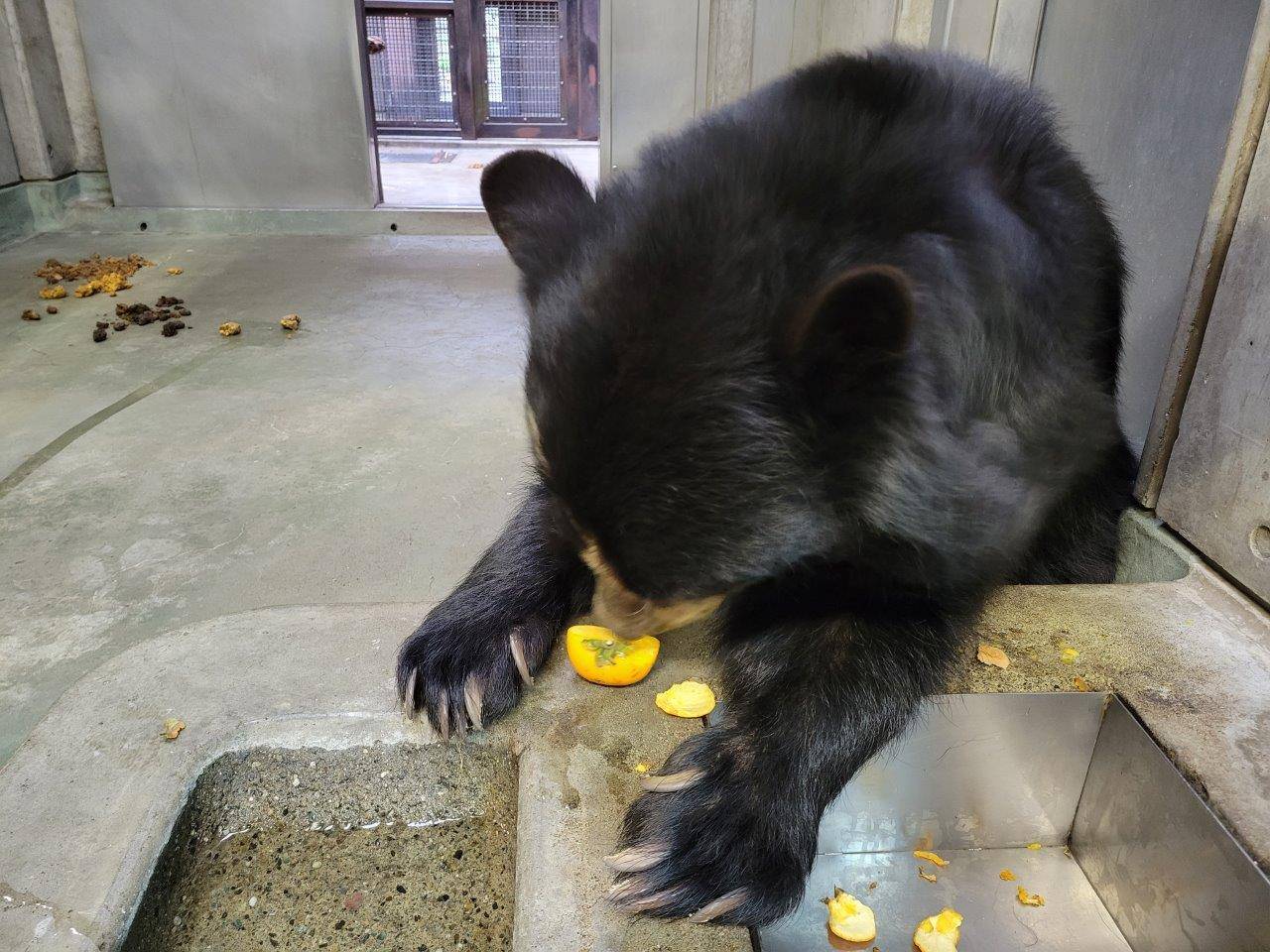 慎重に柿を食べる美雨