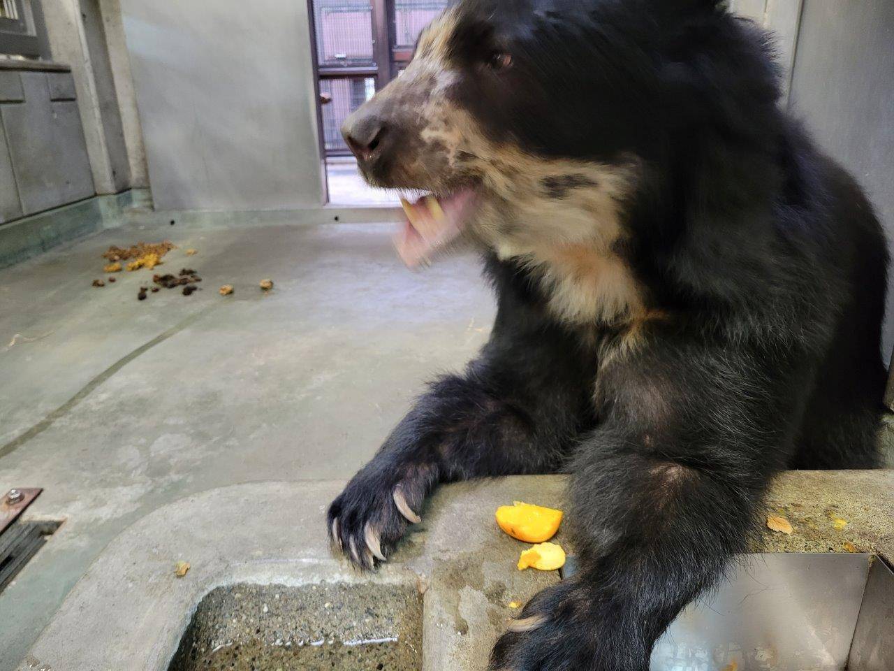 慎重に柿を食べる美雨①