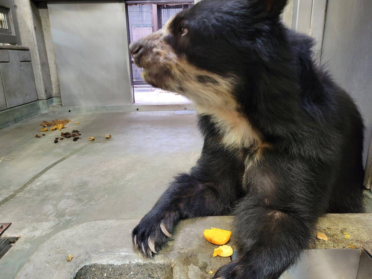 慎重に柿を食べる美雨②