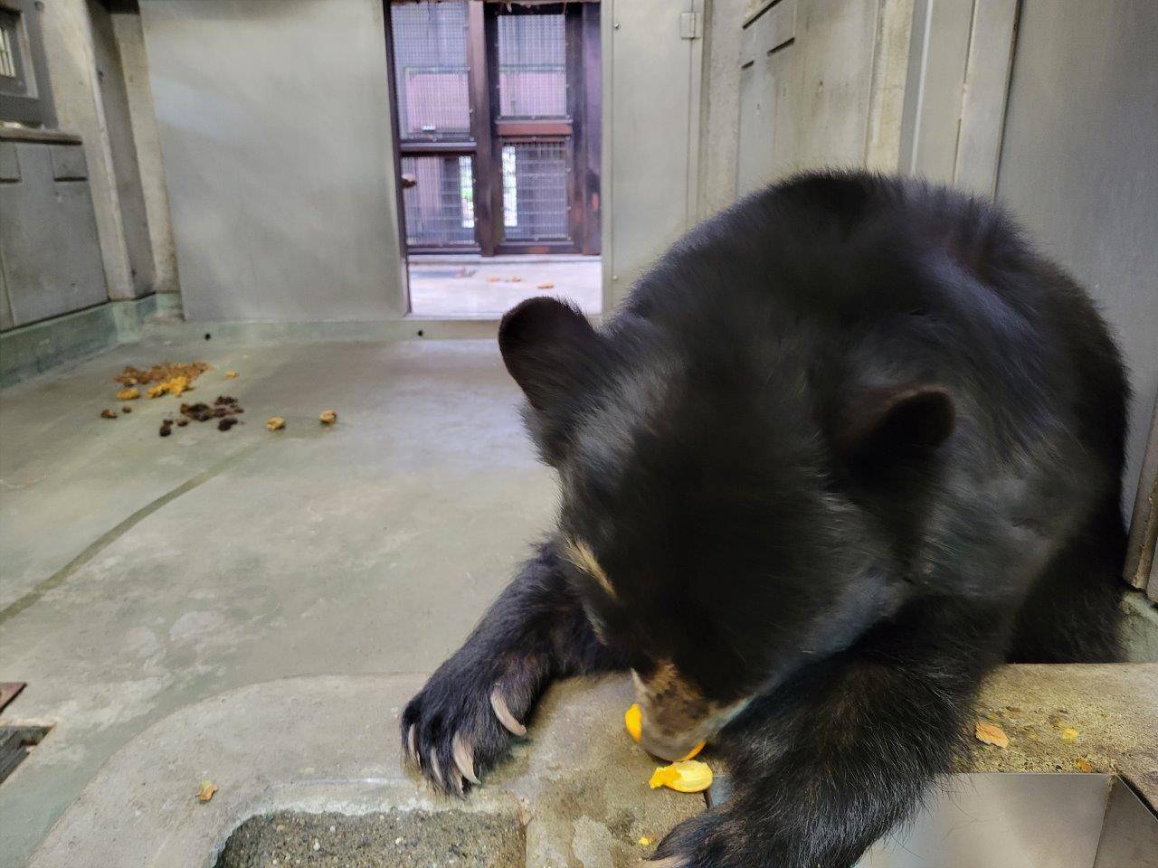 慎重に柿を食べる美雨③