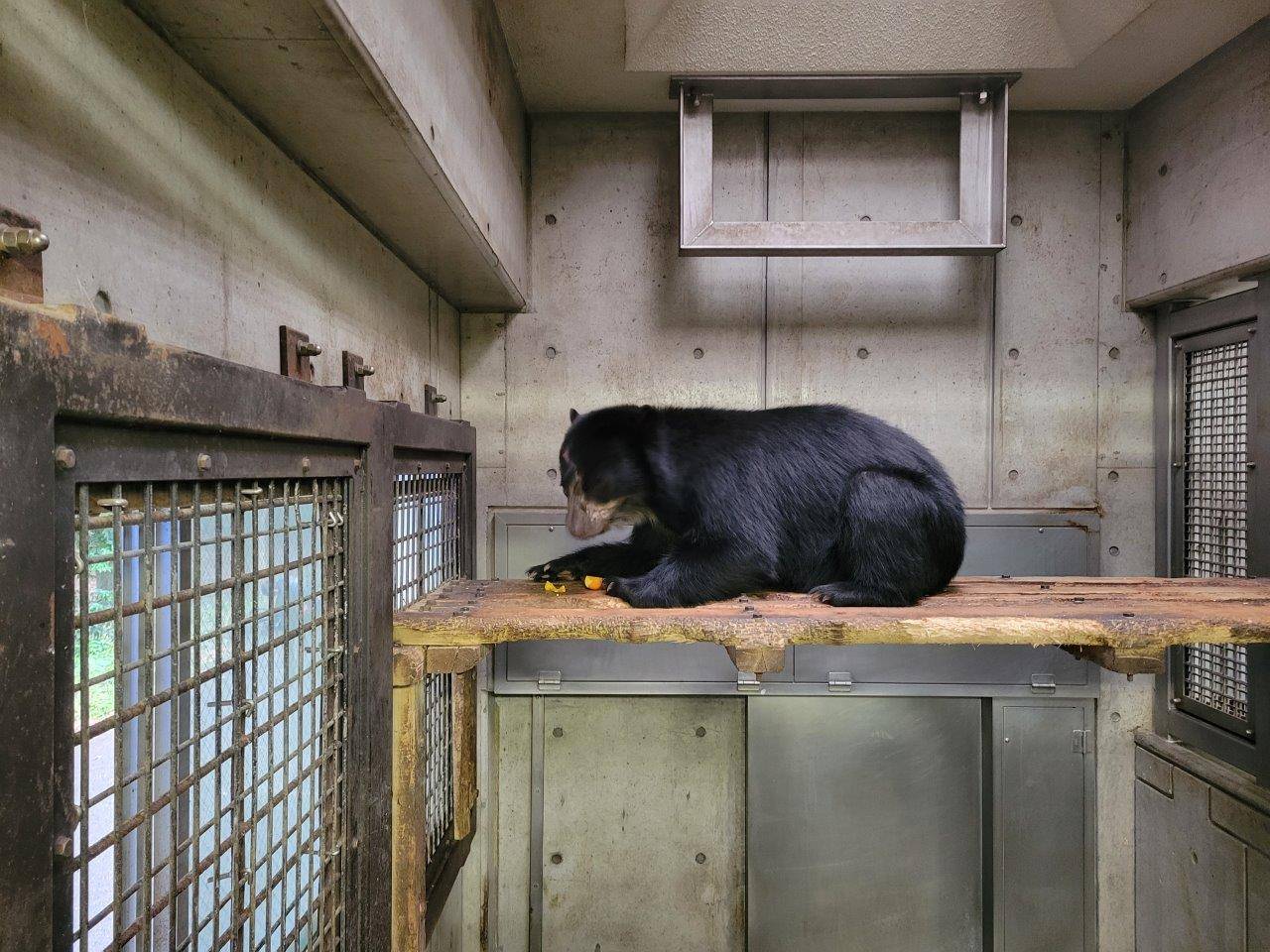 慎重に柿を食べる美雪①