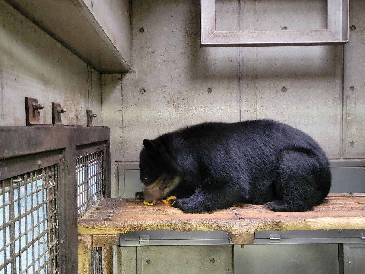 慎重に柿を食べる美雪②