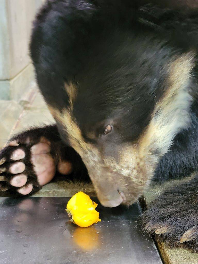 慎重に柿を食べる雪雄①