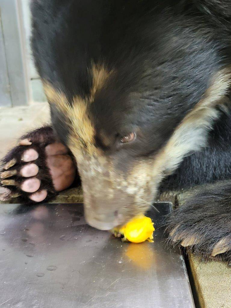 慎重に柿を食べる雪雄②