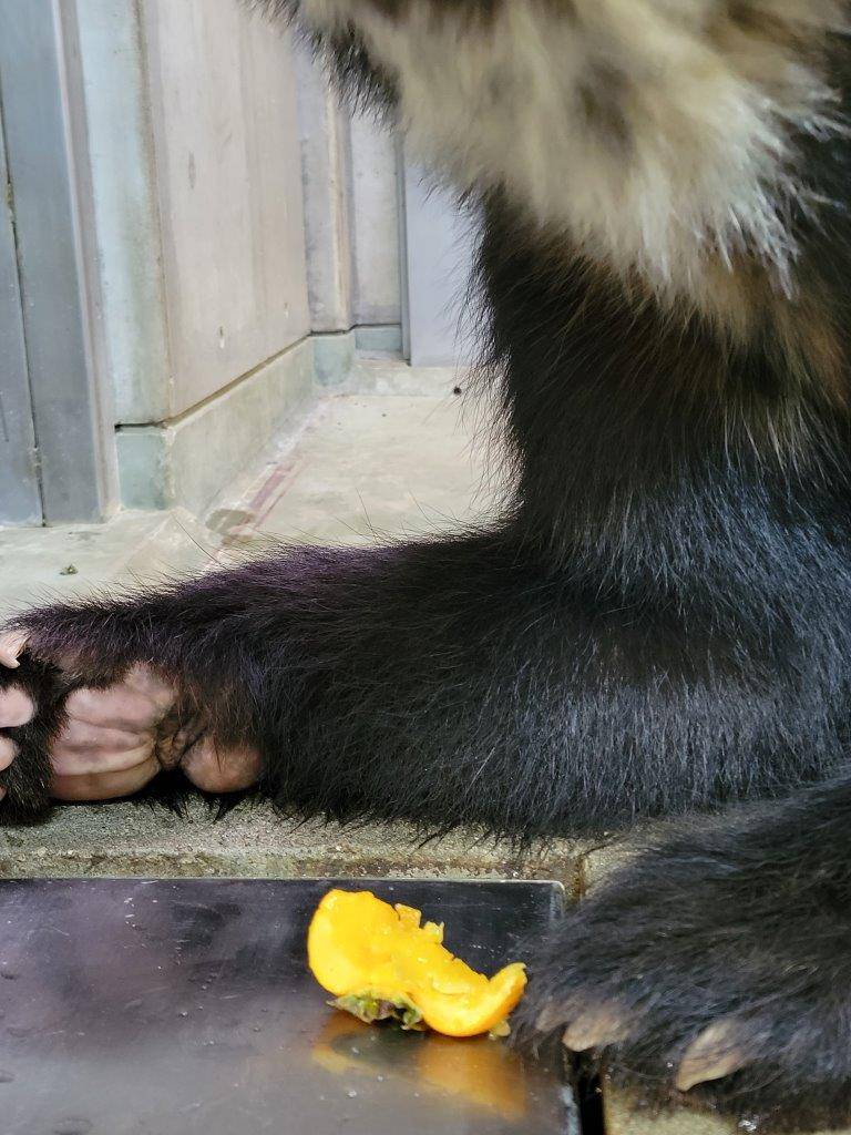 慎重に柿を食べる雪雄③