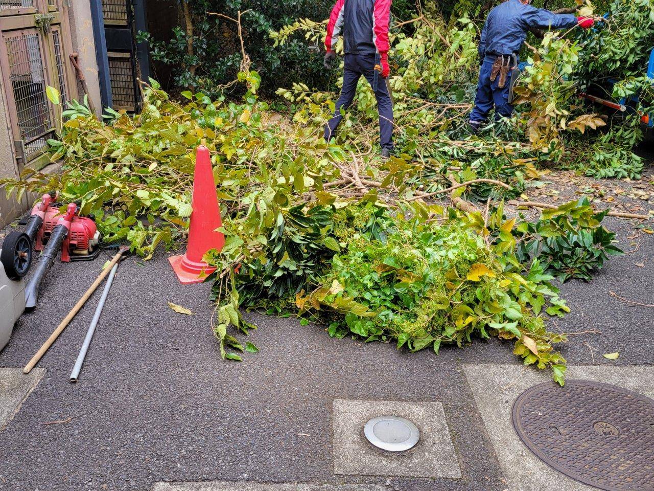 剪定作業で切られた枝①