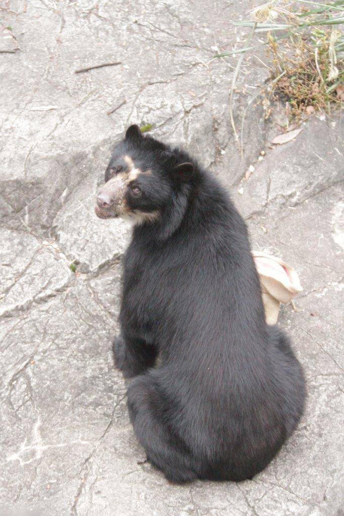 こちらに振り替える雪雄