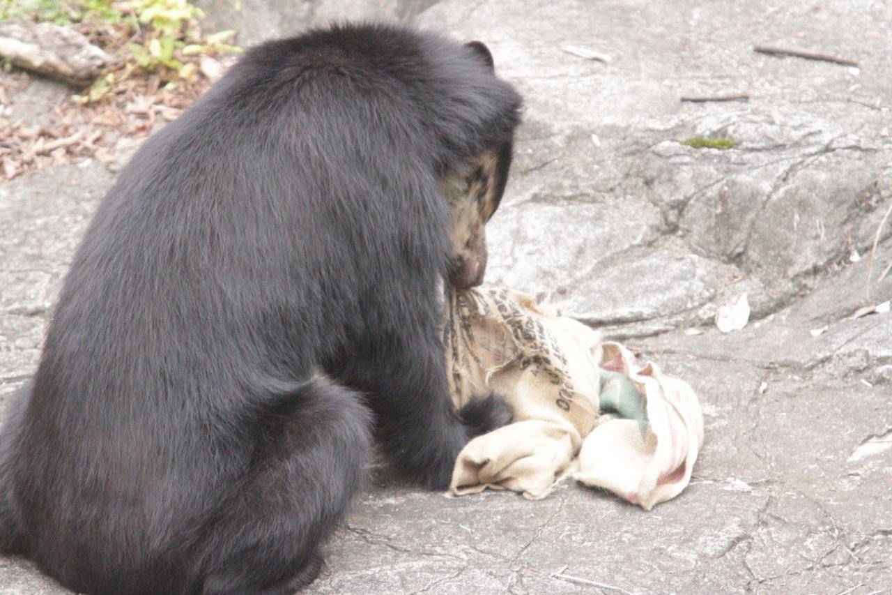 麻袋から餌を食べる雪雄①