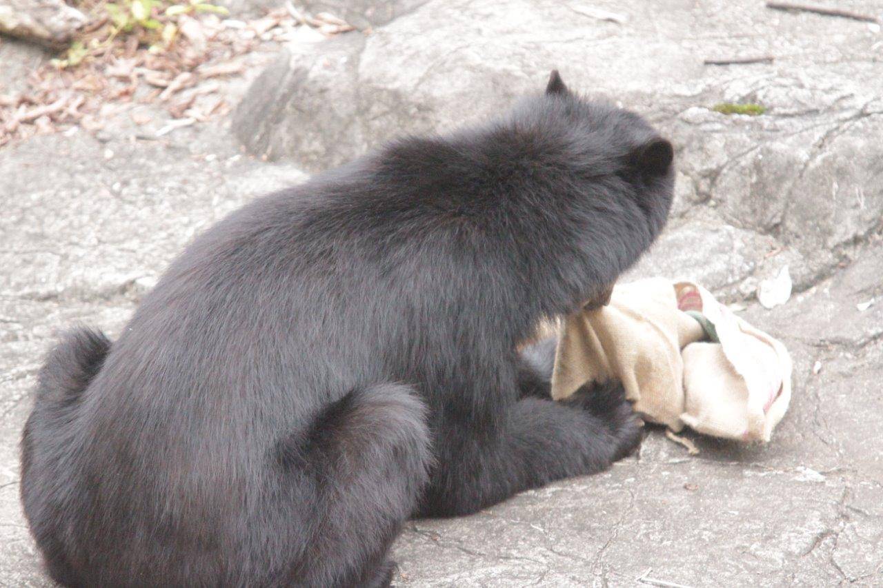 麻袋から餌を食べる雪雄②