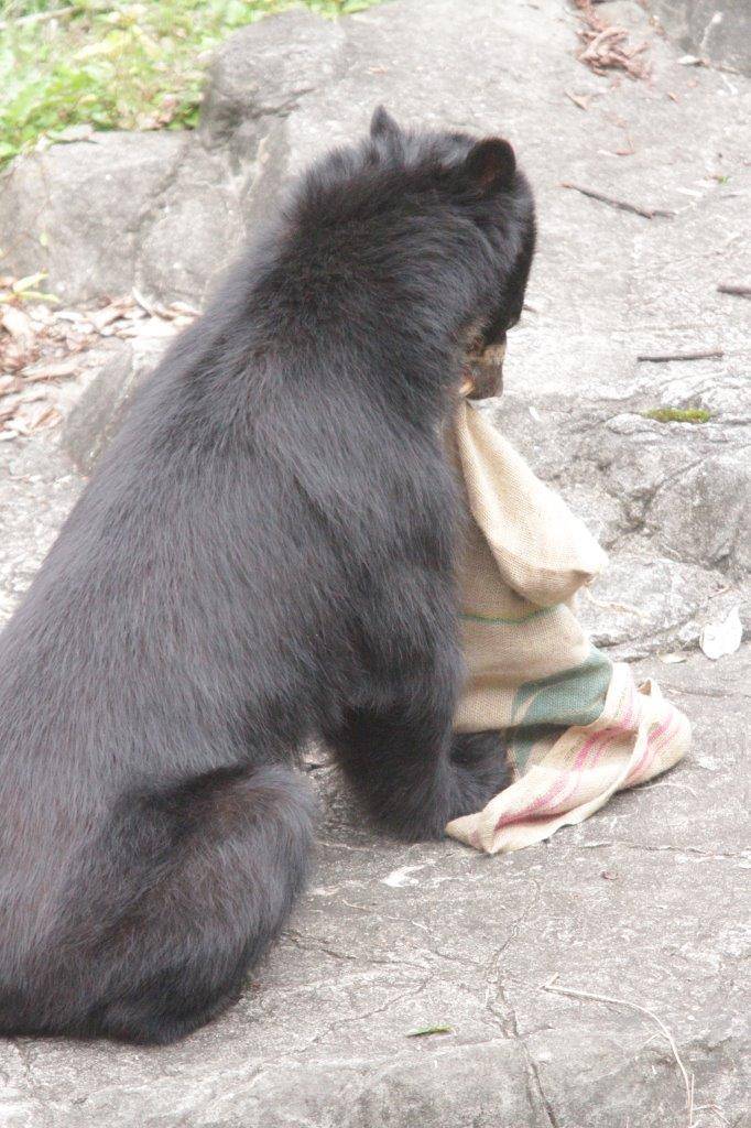 麻袋から餌を食べる雪雄③