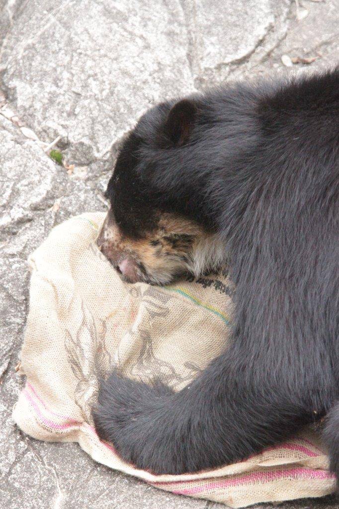 麻袋から餌を食べる雪雄④