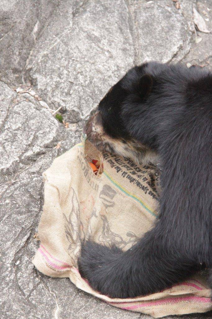 麻袋から餌を食べる雪雄⑤