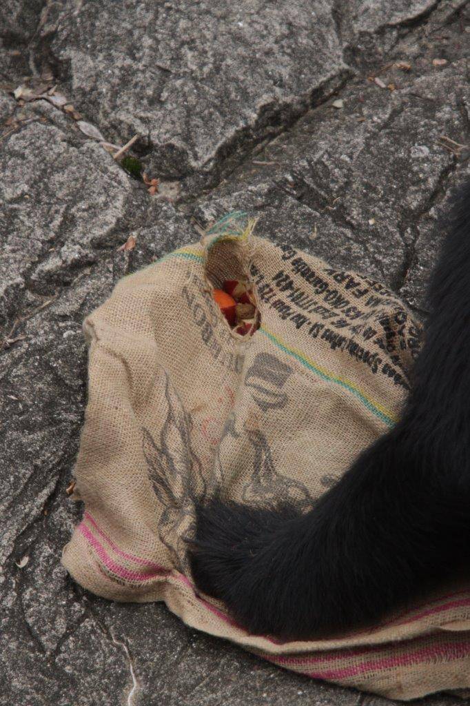 麻袋から餌を食べる雪雄⑥