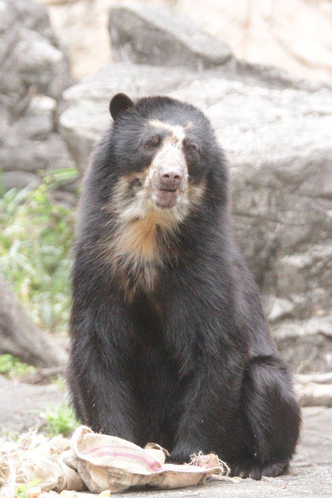 麻袋の横に座る雪雄