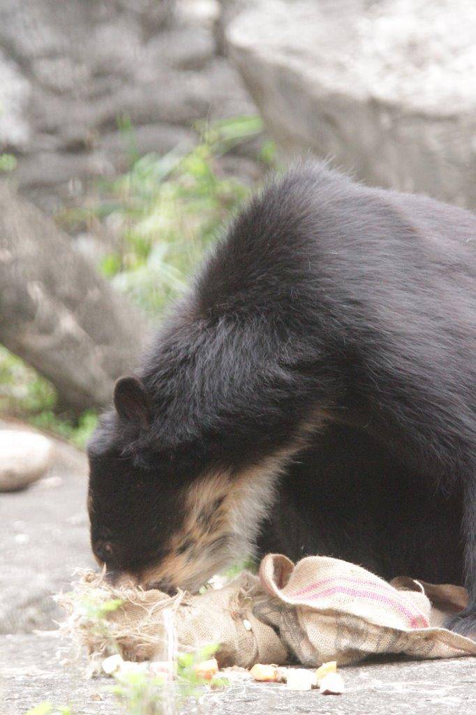 麻袋から餌を食べる雪雄⑧