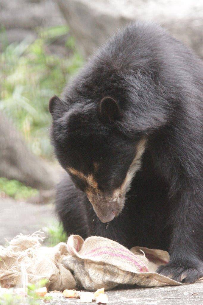 麻袋から餌を食べる雪雄⑦