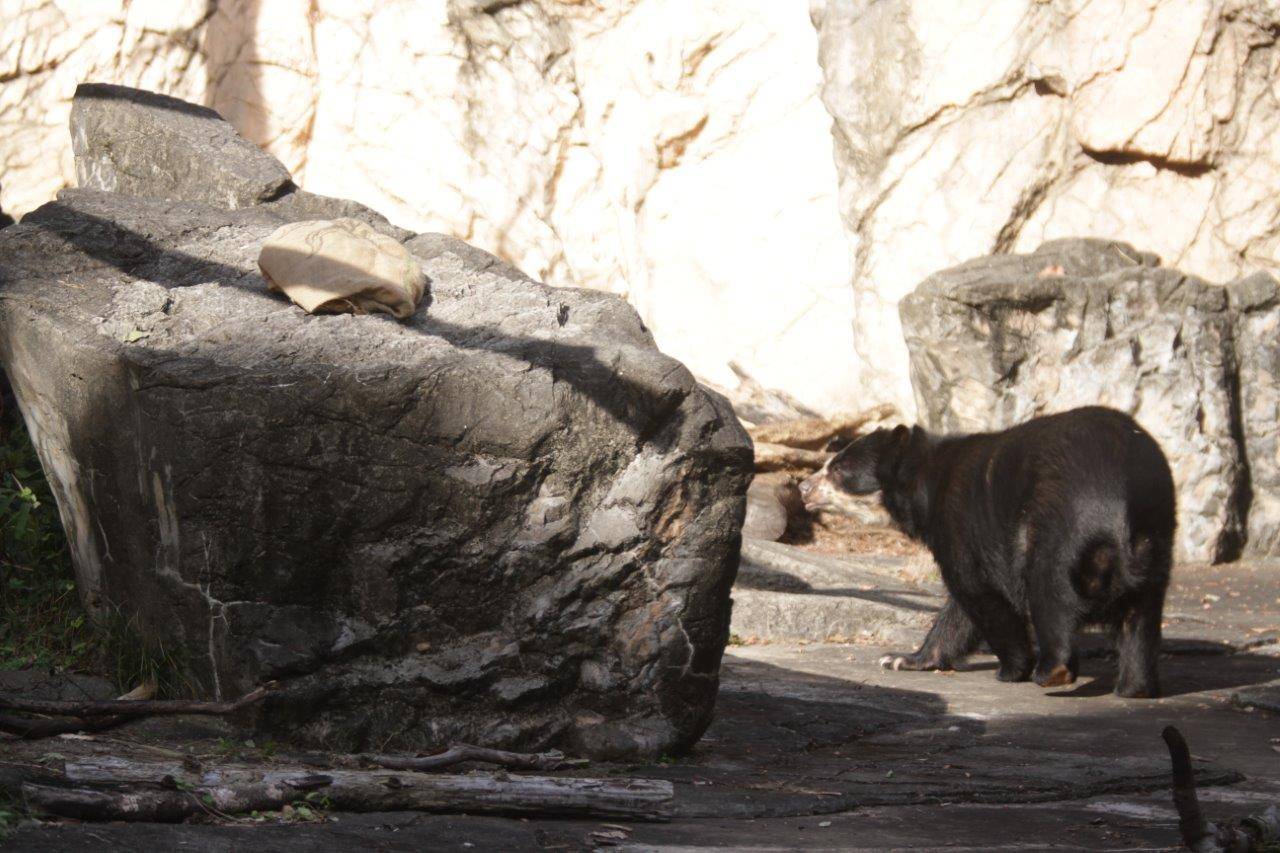 麻袋が置かれた擬岩に近づく美雨