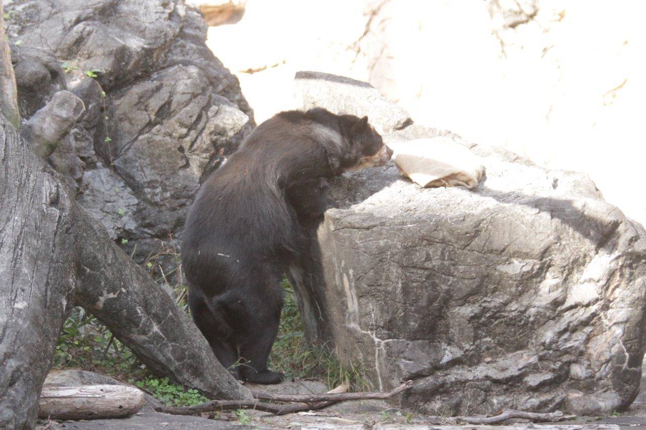 擬岩上の麻袋を気にする美雨