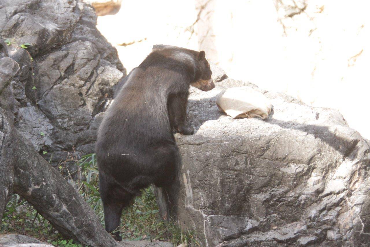 擬岩上に登ろうとする美雨