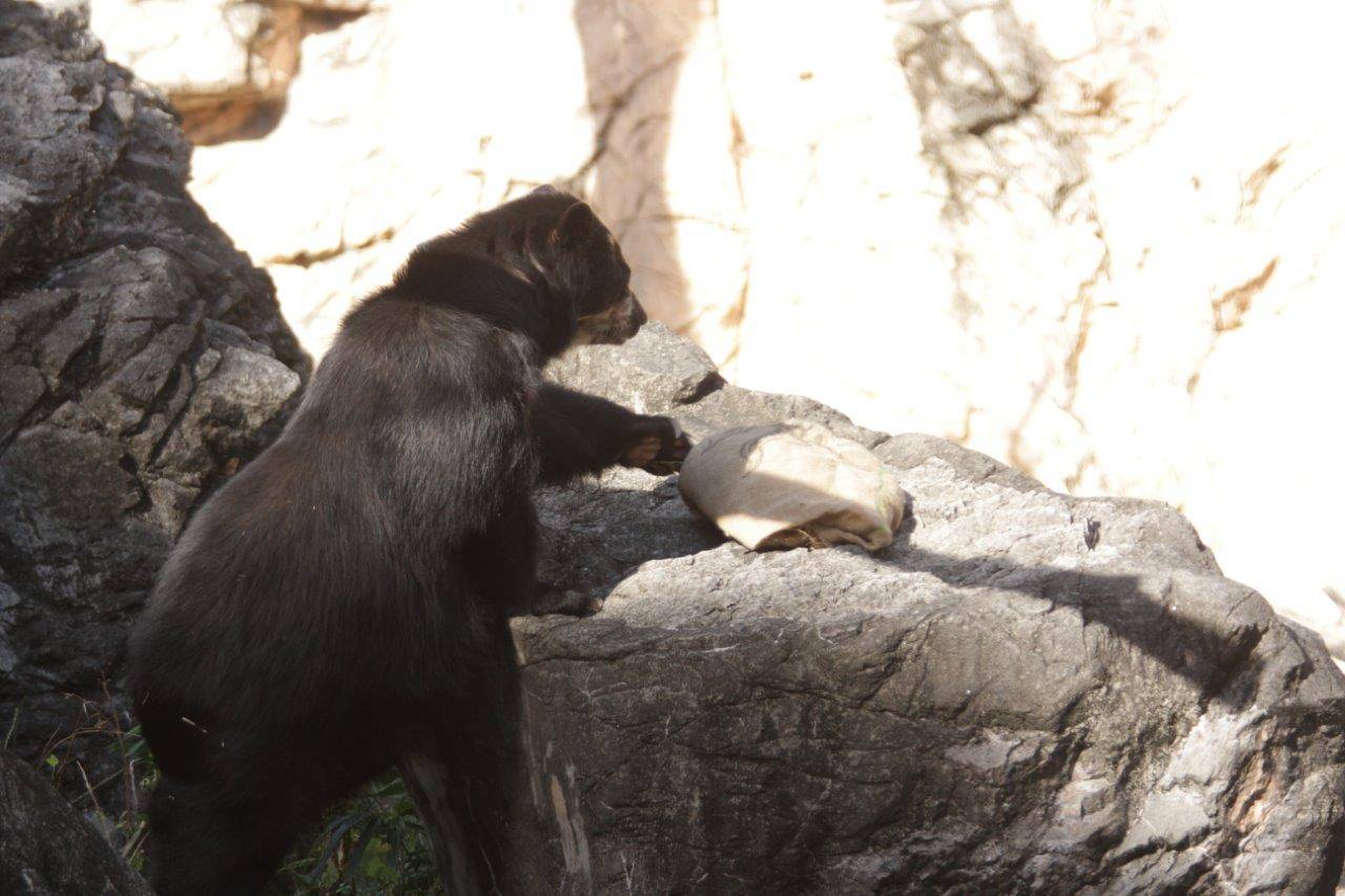 立ち上がって擬岩上の麻袋を触ろうとする美雨