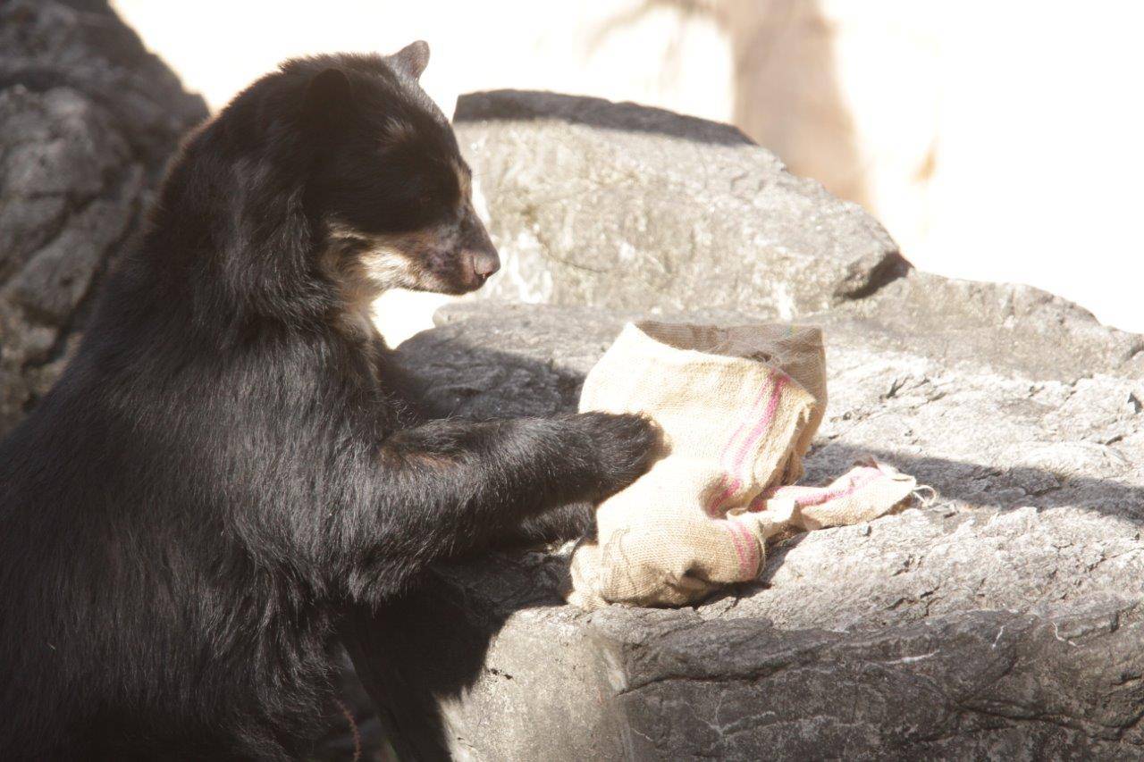 擬岩上の麻袋をいじる美雨