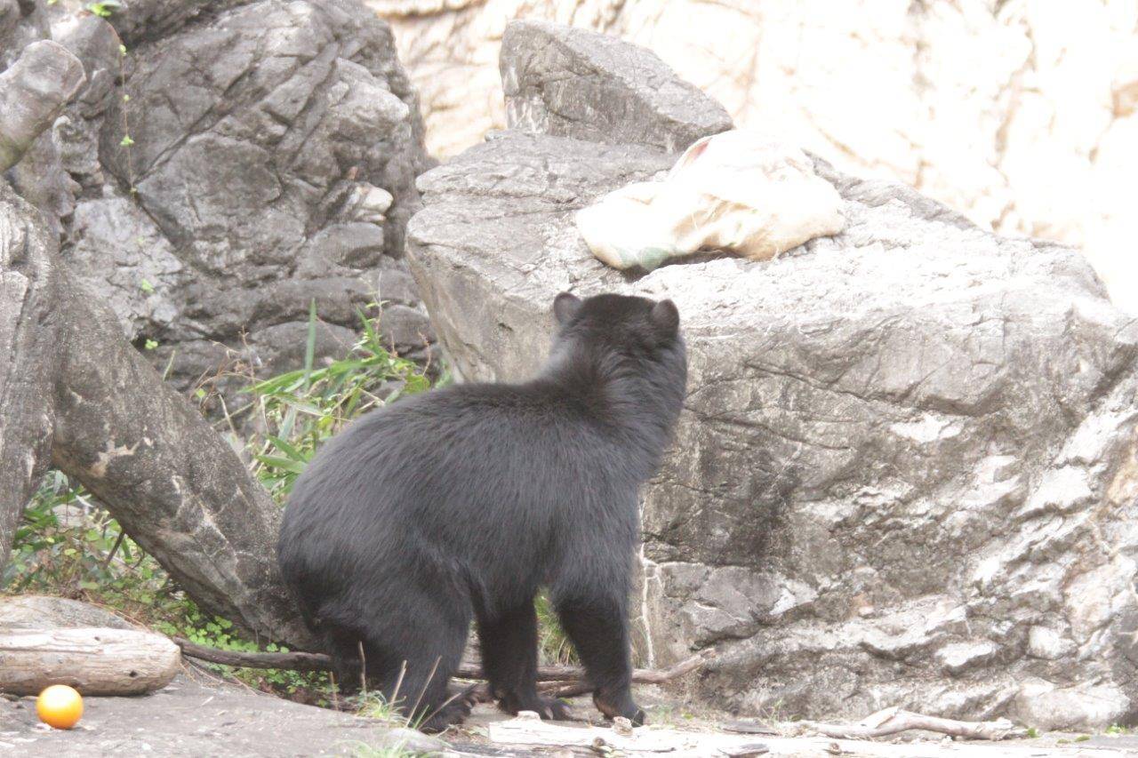 擬岩上の麻袋を見つけた美雪