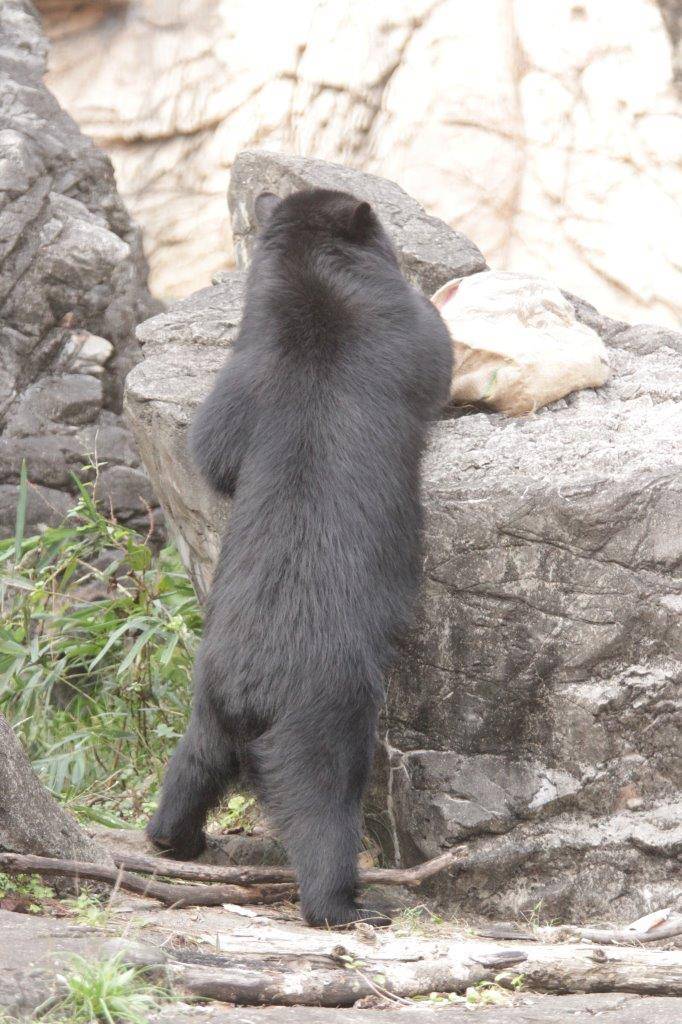 立ち上がって擬岩上の麻袋を触る美雪②