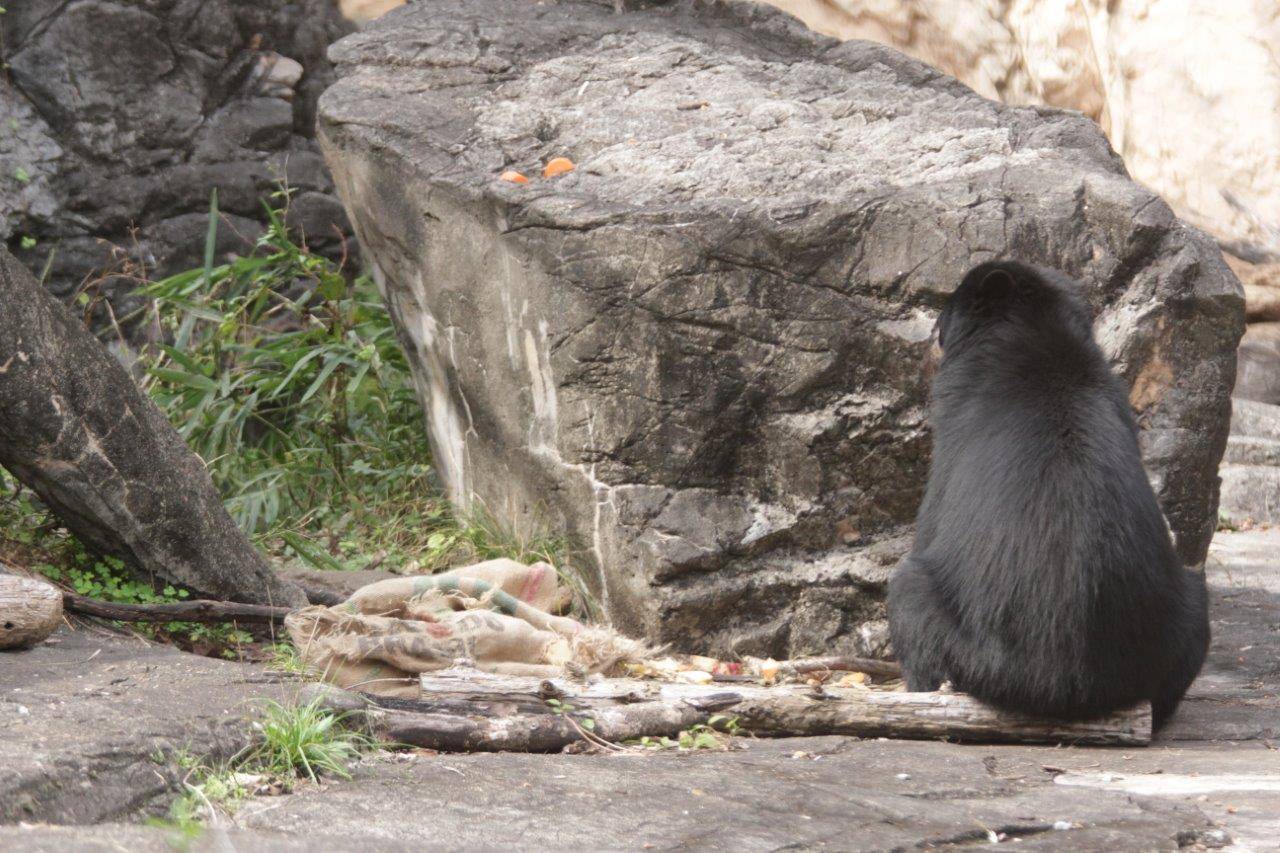 細い丸太の上に腰を下ろして採餌する美雪①