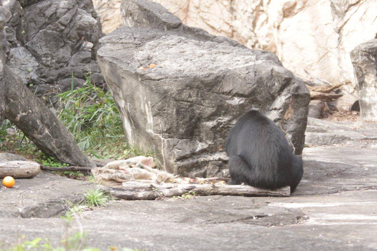 細い丸太の上に腰を下ろして採餌する美雪②