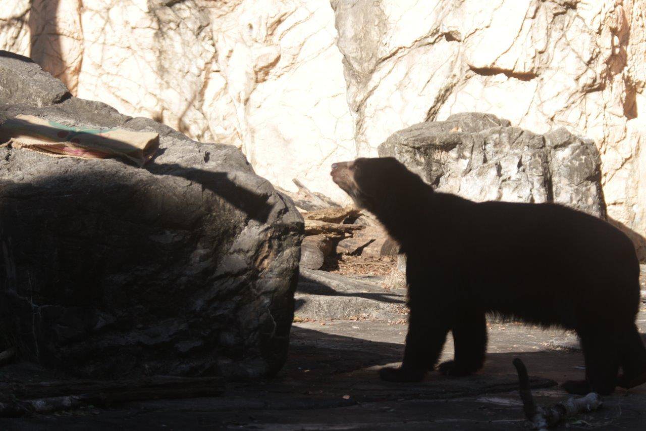 擬岩上に置かれた麻袋に気づいたルイス