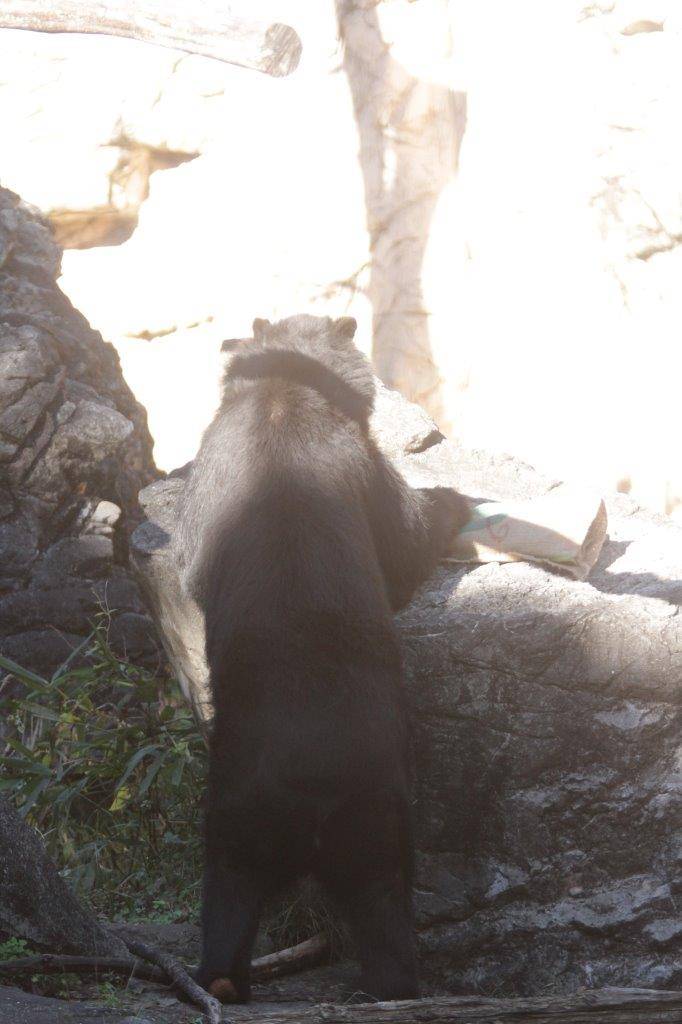 立ち上がって擬岩上の麻袋を触るルイス①