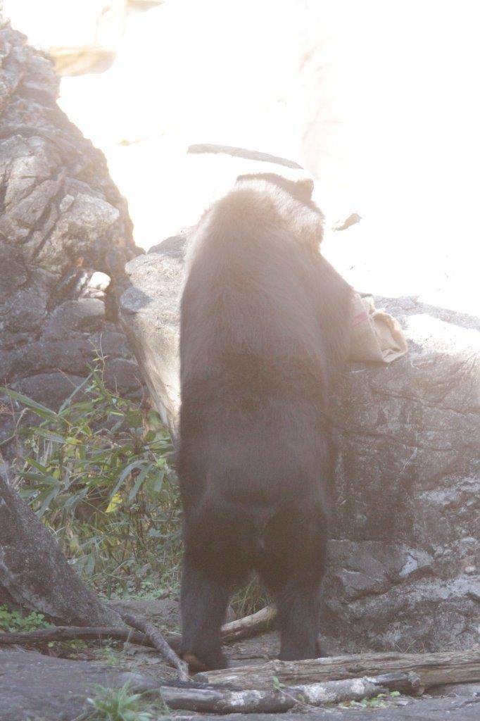 立ち上がって擬岩上の麻袋を触るルイス②