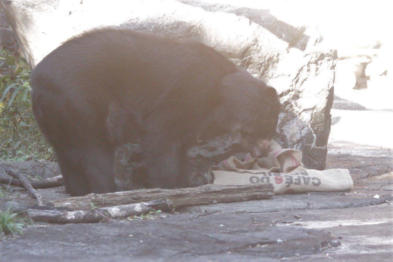 擬岩から落とした麻袋をチェックするルイス