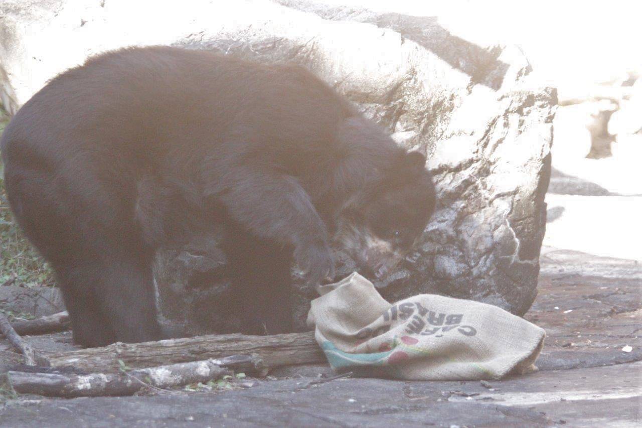 麻袋をいじるルイス①