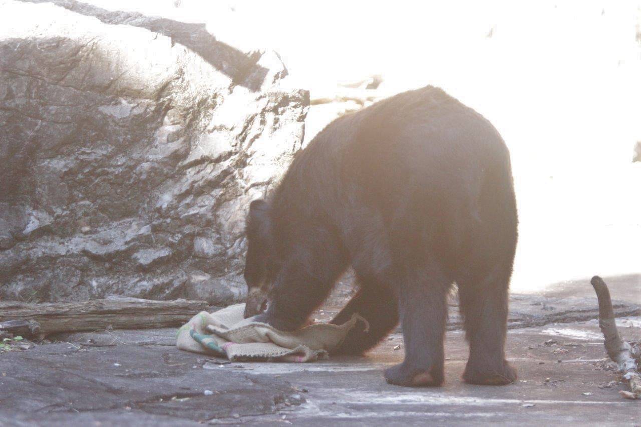 麻袋をいじるルイス②