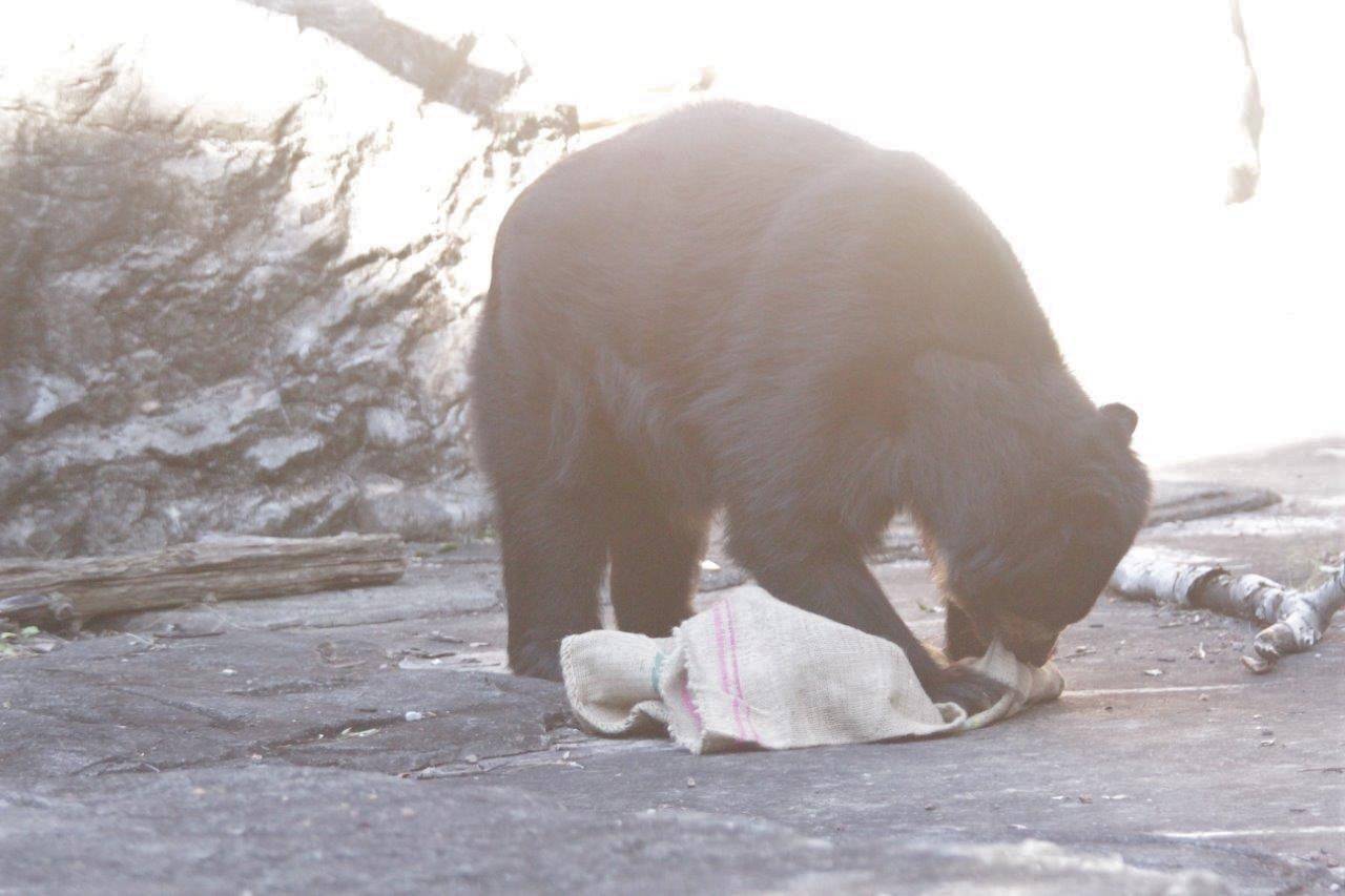 麻袋を齧るルイス①