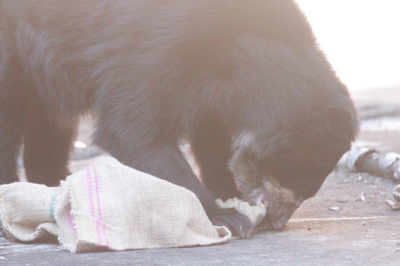 麻袋を齧るルイス③