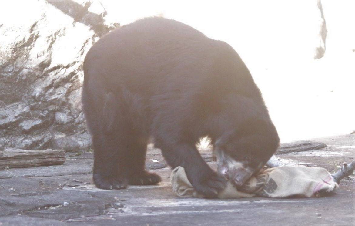麻袋を齧るルイス④