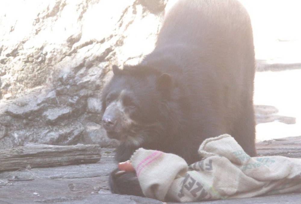 麻袋から出てきたリンゴを食すルイス①