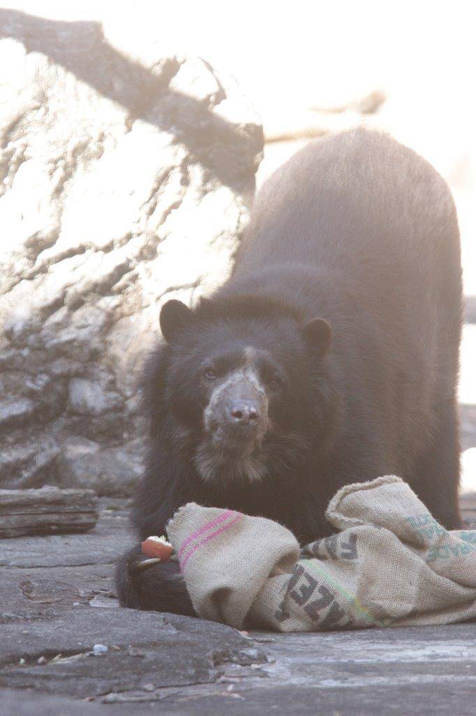麻袋から出てきたリンゴを食すルイス②