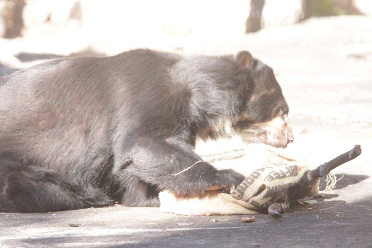 麻袋を動かすルイス