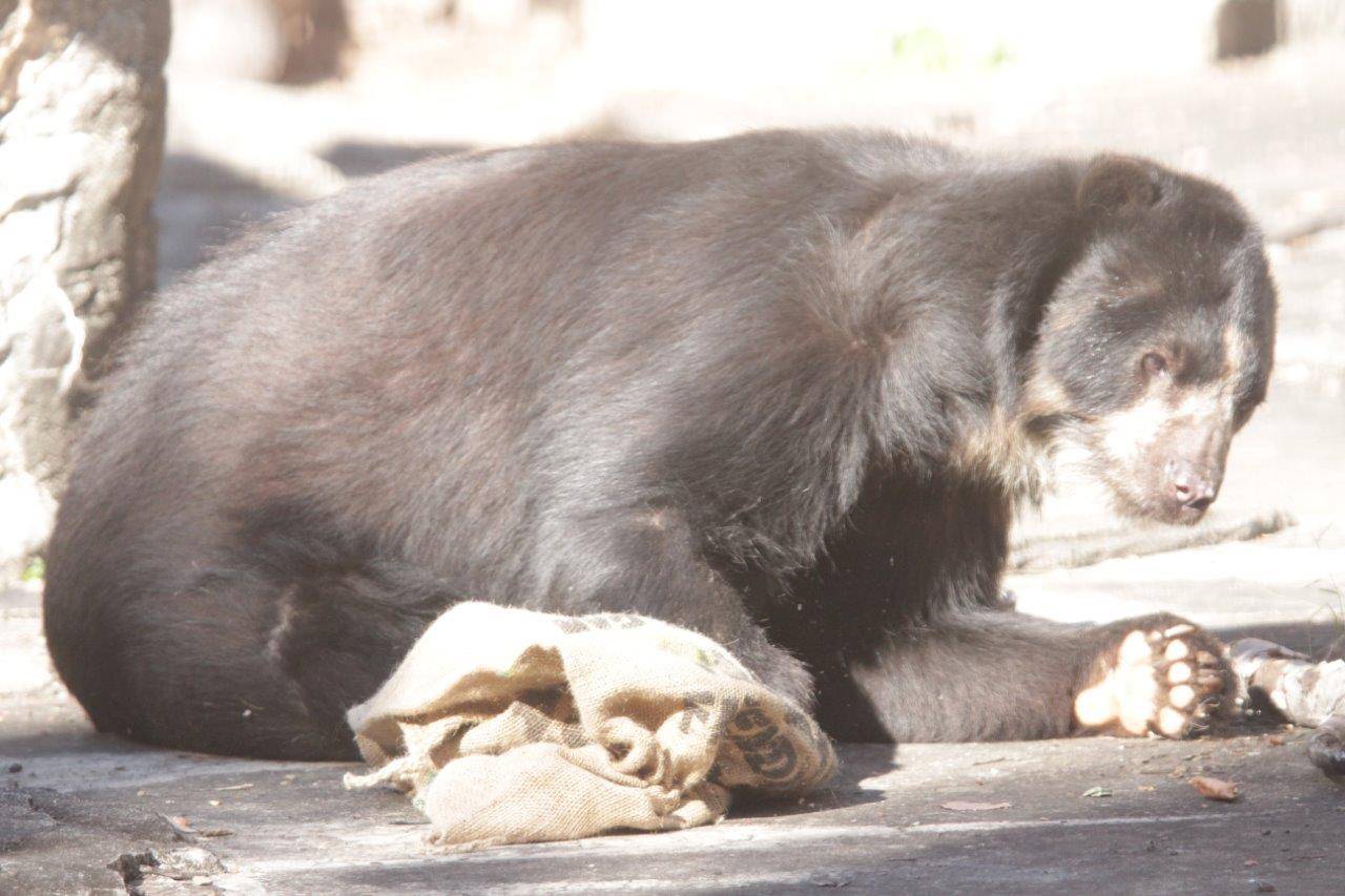 麻袋を触るルイス