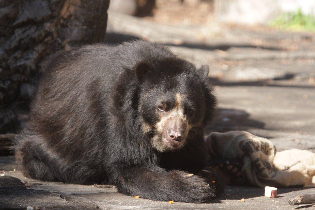 麻袋を抱え込むルイス