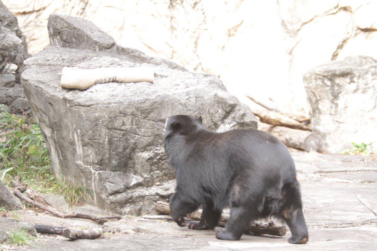擬岩上の麻袋を見つけた美雨