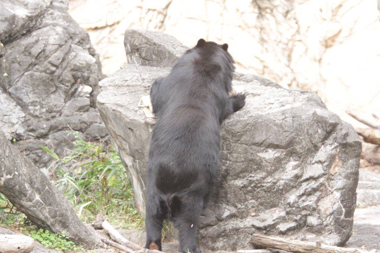 立ち上がって擬岩上の麻袋を触る美雨