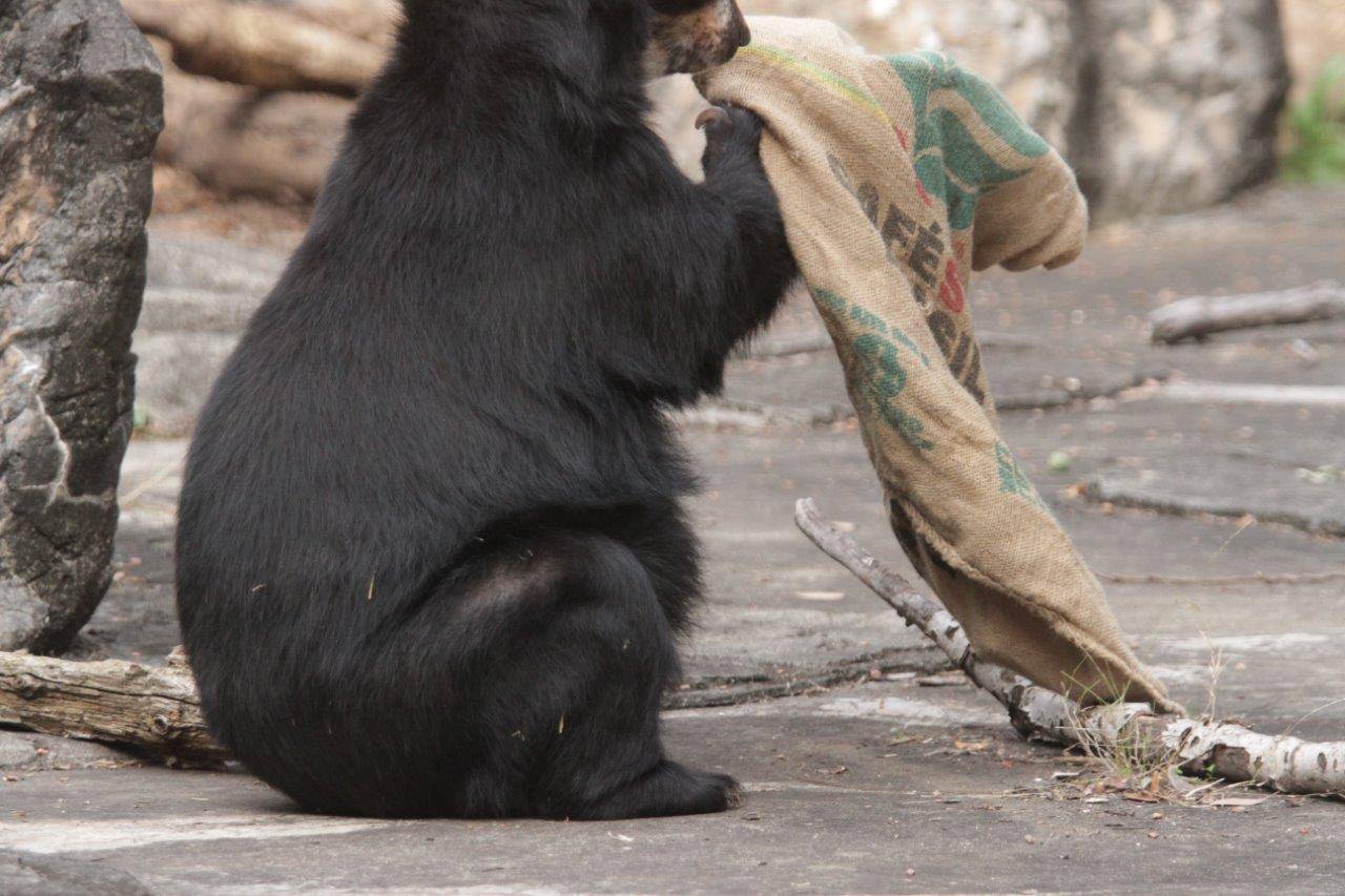 座って麻袋いじる美雨①
