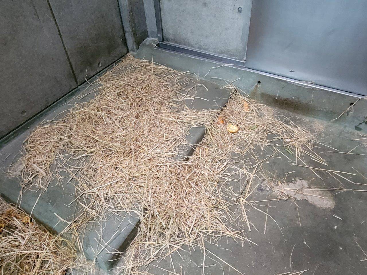 翌日の使用感のある藁